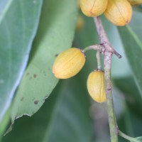 Casearia zeylanica (Gaertn.) Thwaites